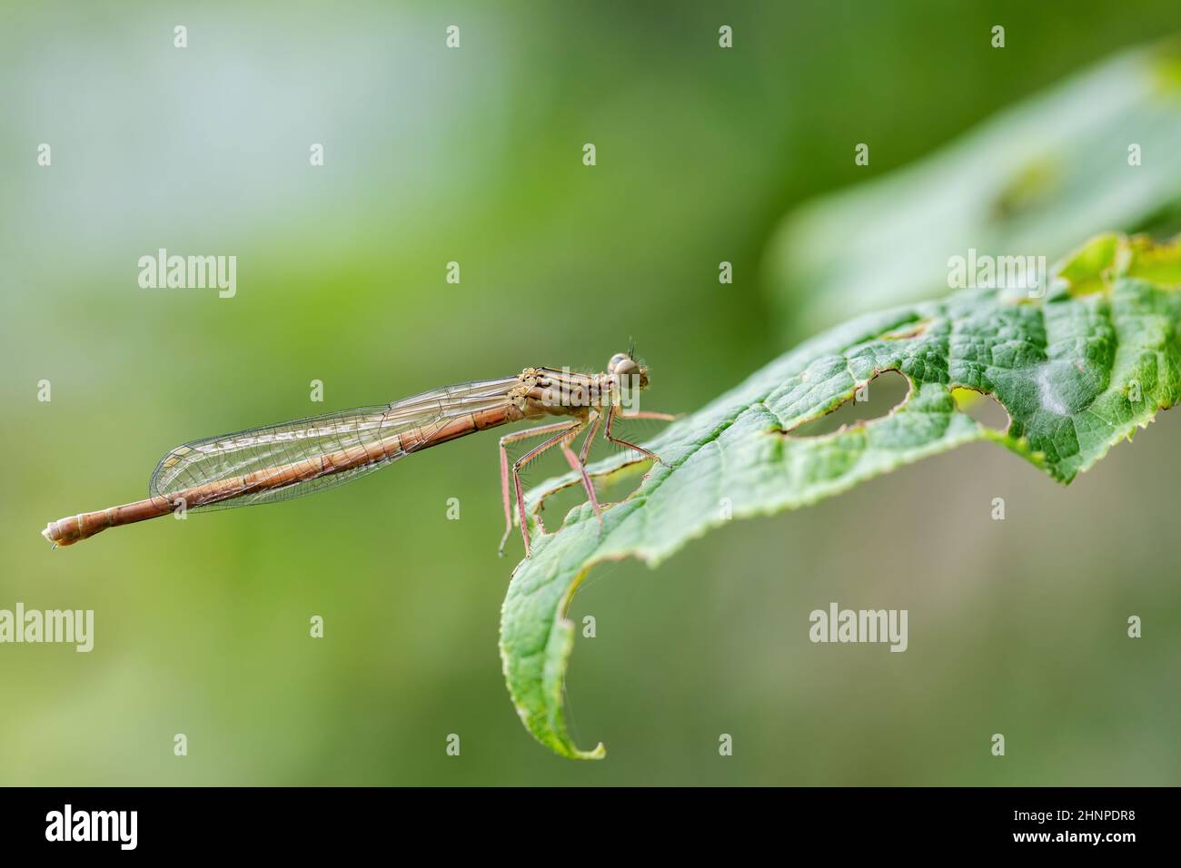 Femmina damselfly con zampe bianche o zampa di piume blu (Platycnemis Pennipes), Repubblica Ceca, Europa fauna selvatica Foto Stock