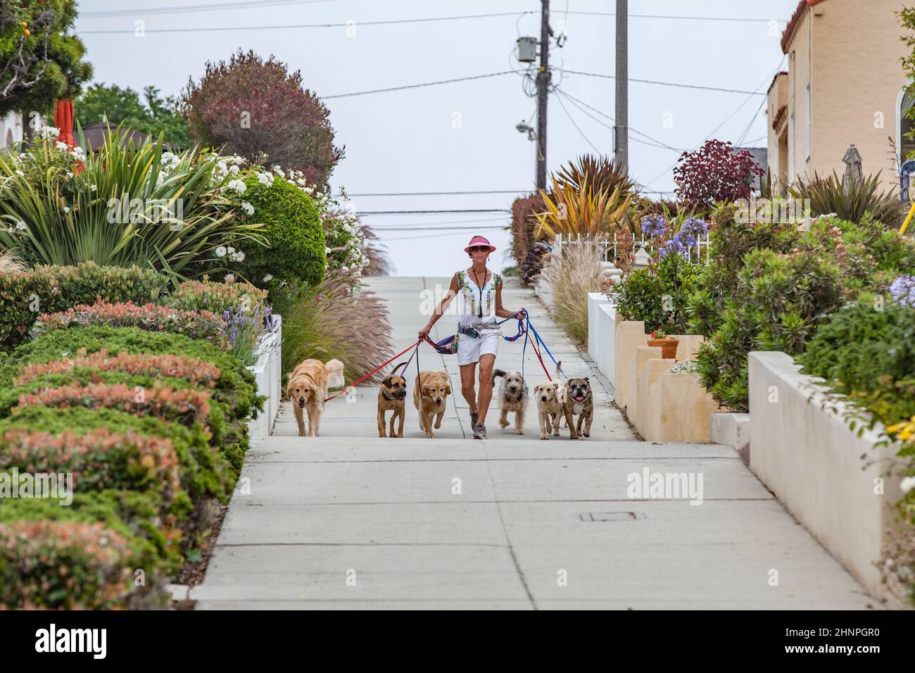 la donna guida i cani come cane sitter su una passeggiata di mattina ad un guinzaglio del cane. La seduta del cane è necessaria per molta gente con i lavori Foto Stock