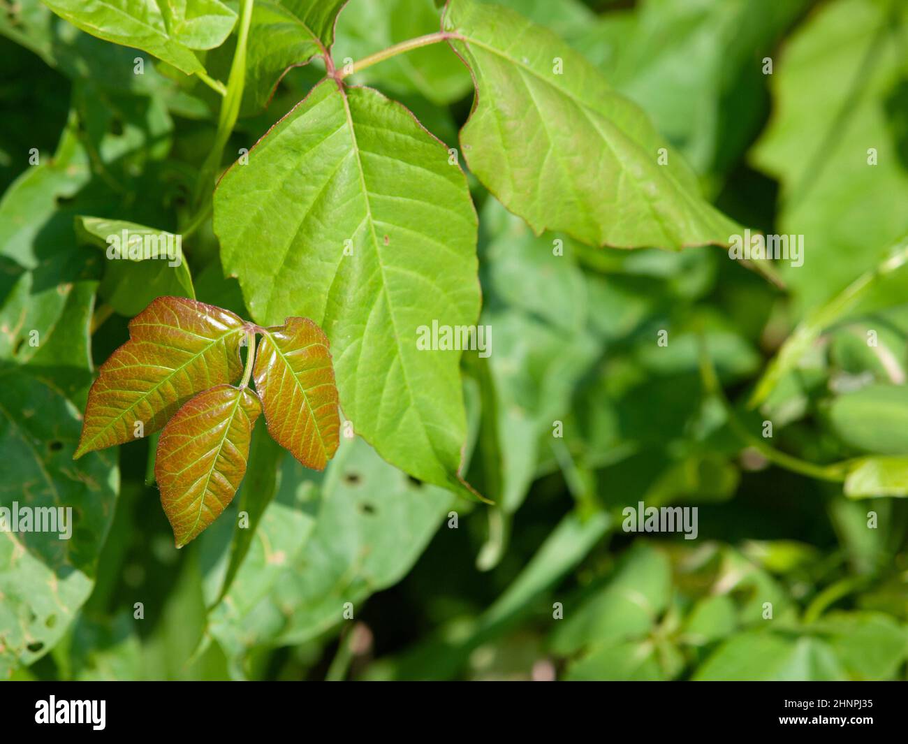 I toxicodendron radicans, comunemente conosciuti come edera orientale del veleno o edera del veleno, pianta di fioritura asiatica ed orientale del Nord America Foto Stock