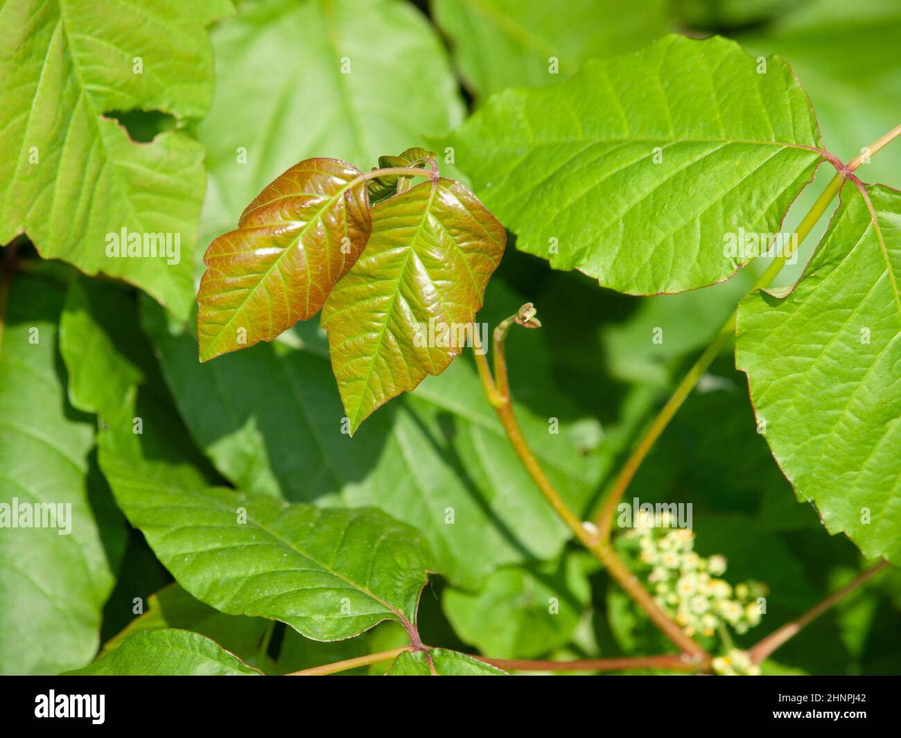 I toxicodendron radicans, comunemente conosciuti come edera orientale del veleno o edera del veleno, pianta di fioritura asiatica ed orientale del Nord America Foto Stock