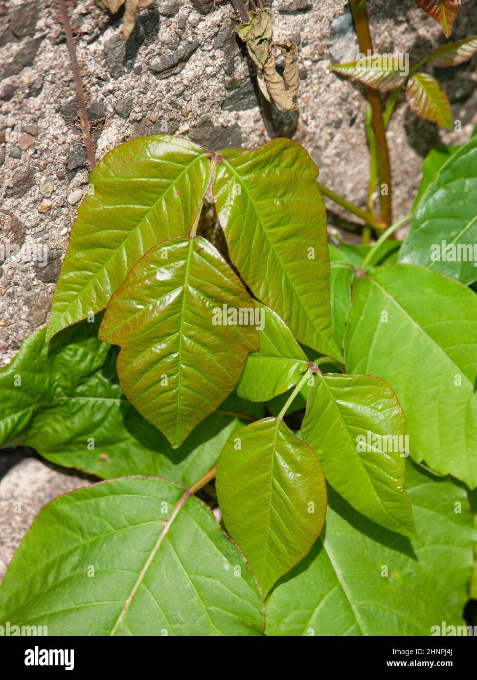 I toxicodendron radicans, comunemente conosciuti come edera orientale del veleno o edera del veleno, pianta di fioritura asiatica ed orientale del Nord America Foto Stock