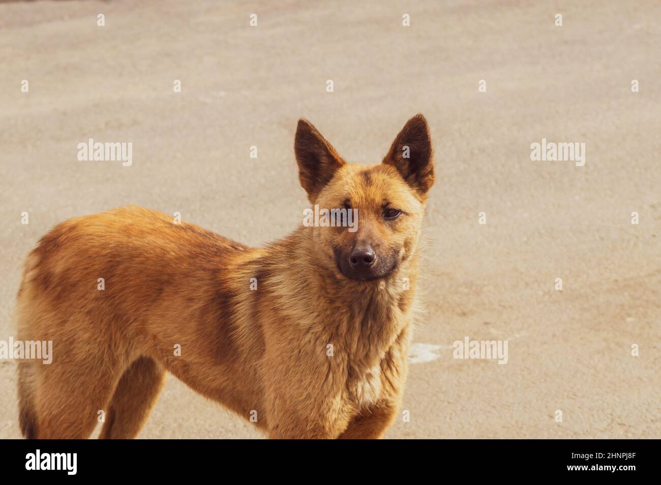Cane senza tetto sulla strada. Cane misto razza Foto Stock