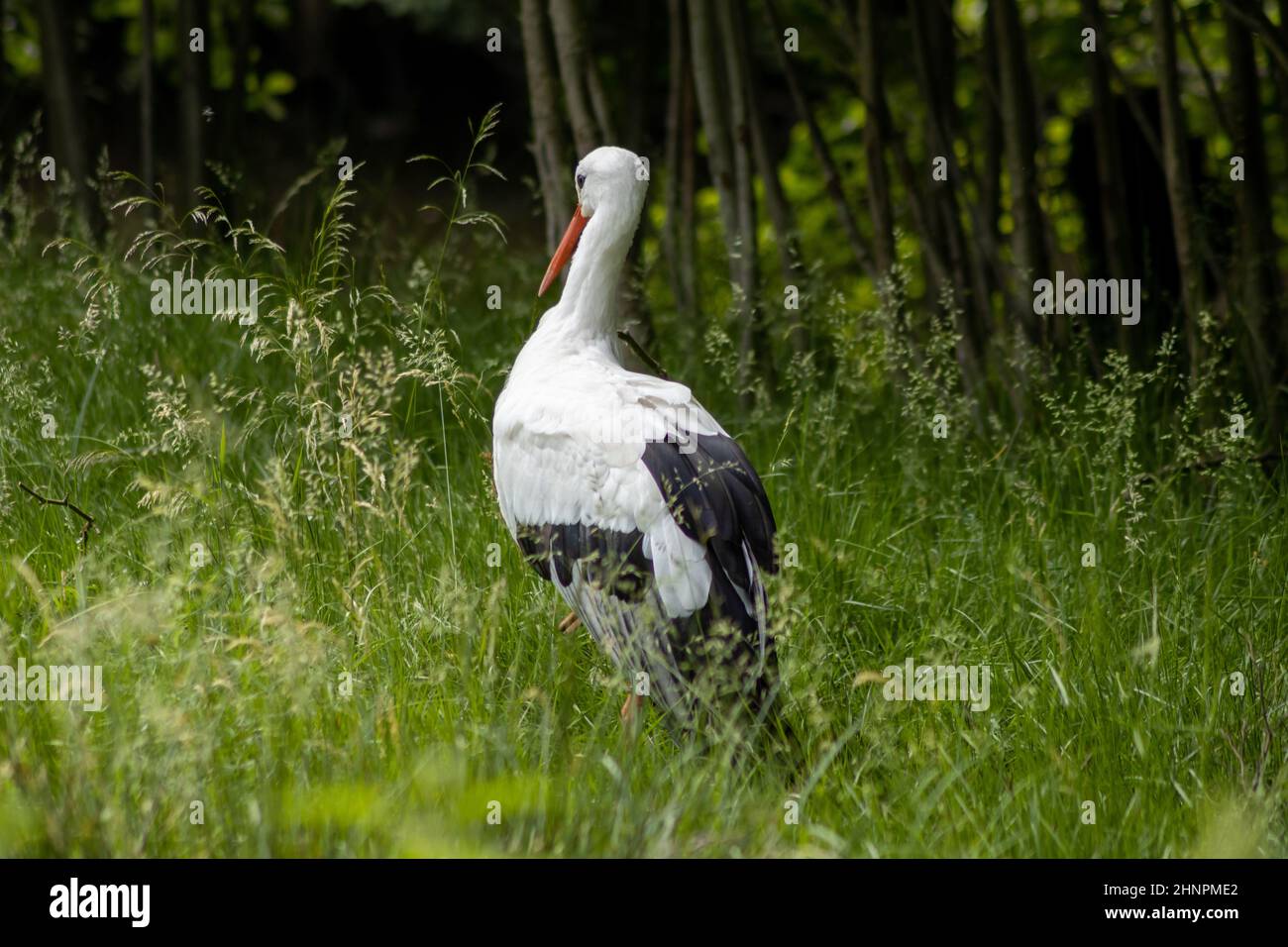 Una cicogna bianca (Ciconia ciconia) in piedi in un prato Foto Stock