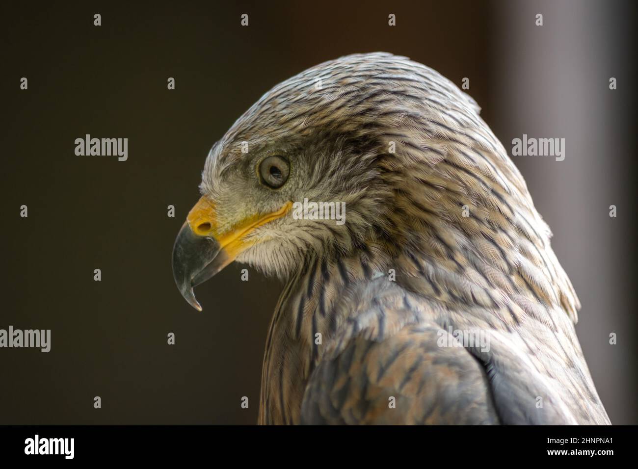 Gli acari neri (Milvus migrans) sono socievoli e spesso formano vere