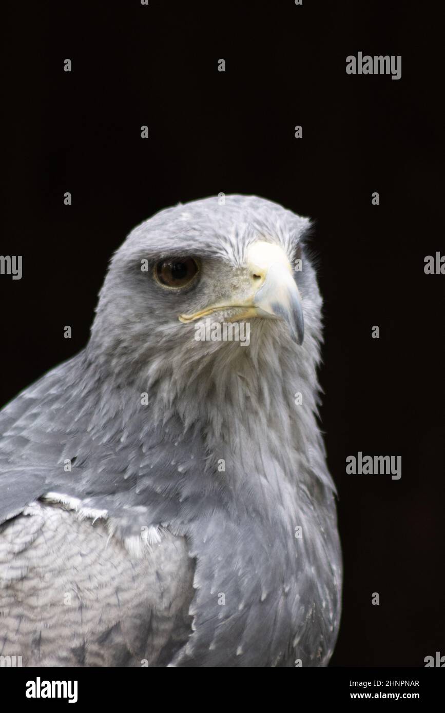 Aquila Cordillare (buzzard blu o aguja) (Geranoaëtus melanoleucus). L'uccello sudamericano della preda, come tutti i falchi (poiane e aquile), appartiene a. Foto Stock