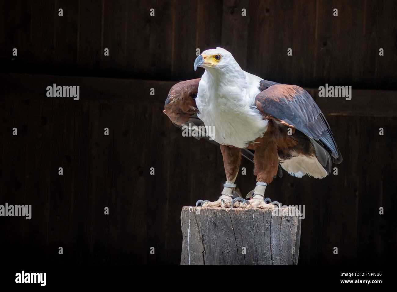 L'aquila di pesce (Haliaeetus vocifer) appare molto simile all'aquila calva Foto Stock