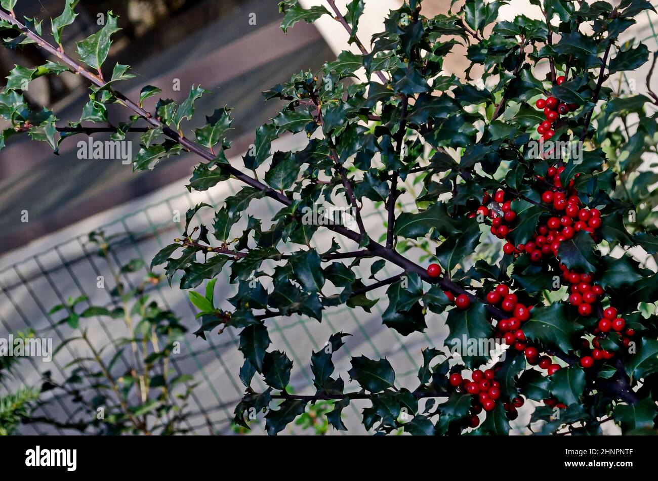 Ramo di Ilex aquifolium o agrifoglio europeo con bacche rosse e foglie verdi, Sofia, Bulgaria Foto Stock