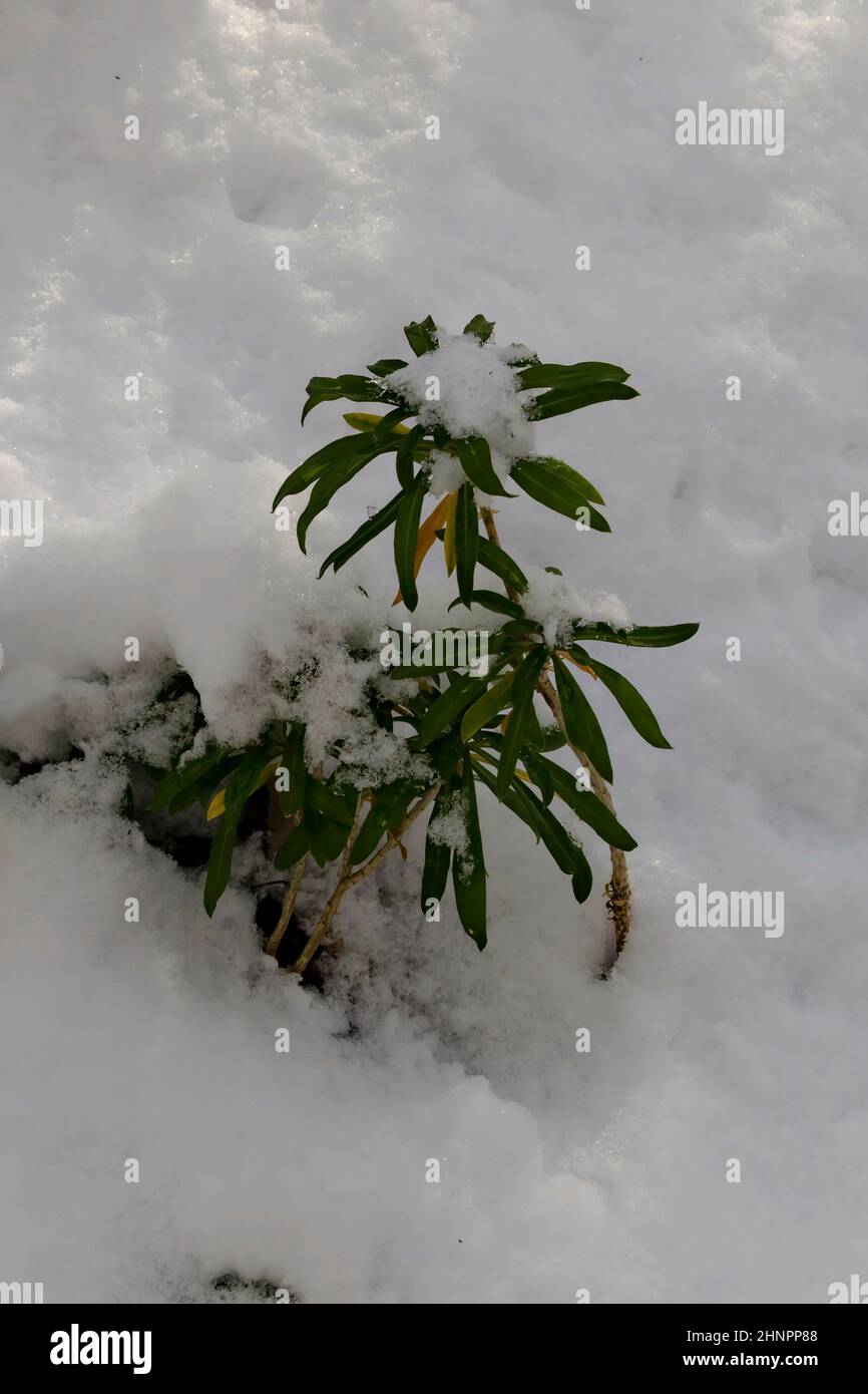 Gillyflower perenne nevoso o Cheiranthus cheiri con foglie in inverno, Sofia, Bulgaria Foto Stock