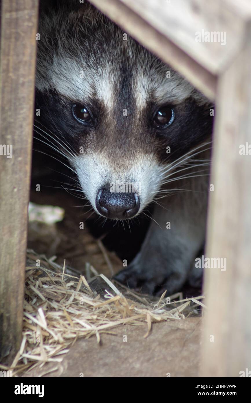 Il raccoon (Procyon lotor), noto anche come il raccoon nordamericano, un tempo anche noto come il scaly, è un mammifero di medie dimensioni originario del Nord America. Foto Stock