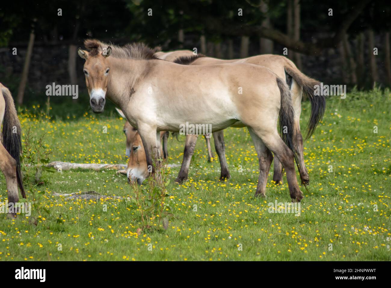 Il cavallo Przewalski, anche Takhi, cavallo selvatico asiatico o cavallo selvatico mongolo chiamato, è l'unica sottospecie del cavallo selvatico che è sopravvissuto in lei Foto Stock