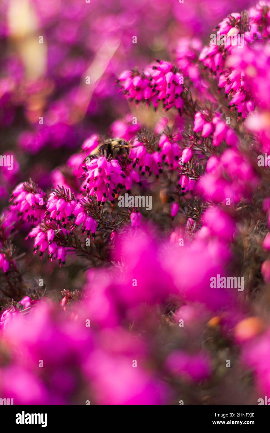 Closeup verticale del bumblebee sul Calluna vulgaris, erica comune. Foto Stock