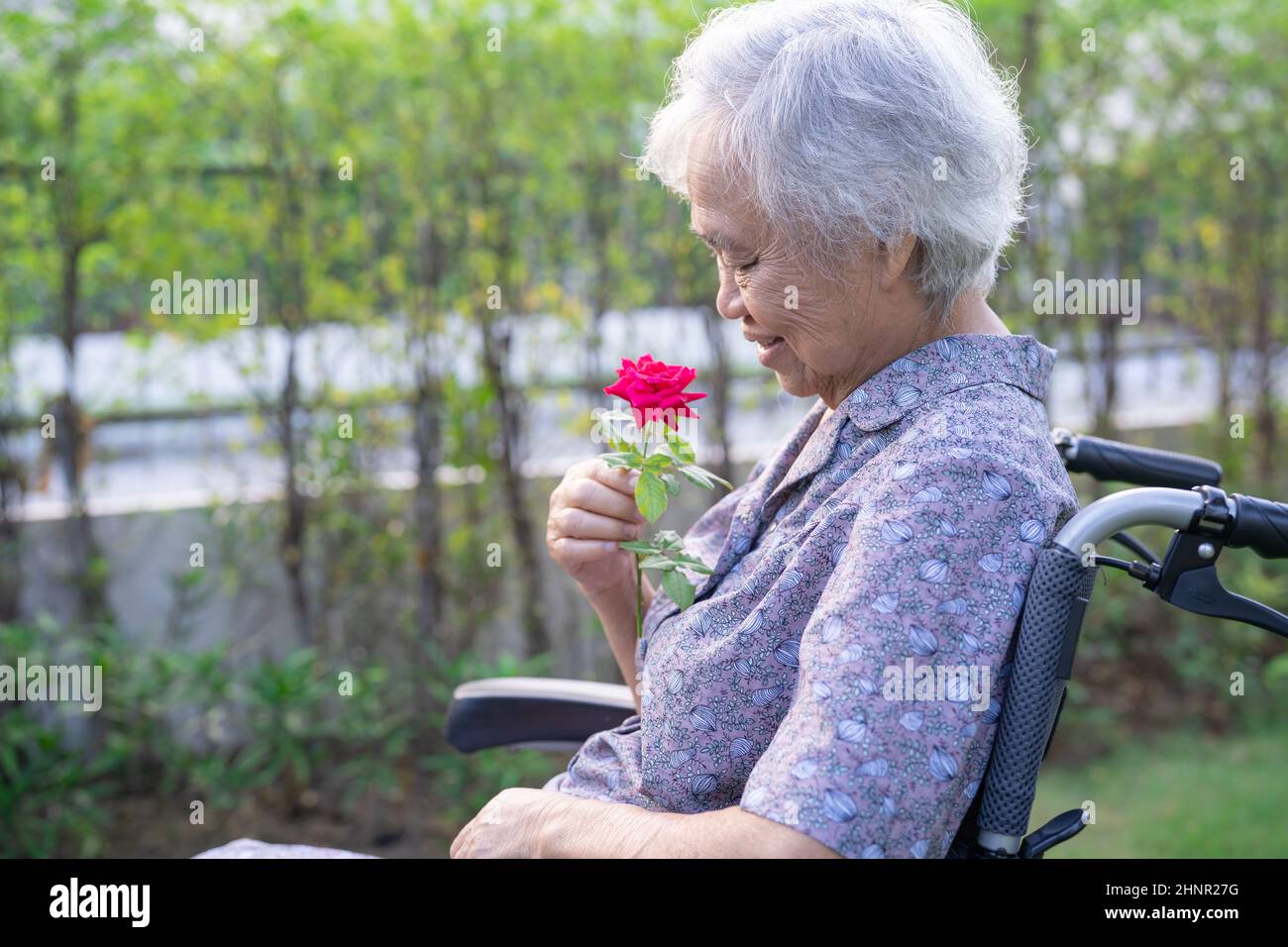 Donna anziana o anziana donna asiatica con rosa rossa, sorriso e felice su sedia a rotelle nel parco. Foto Stock