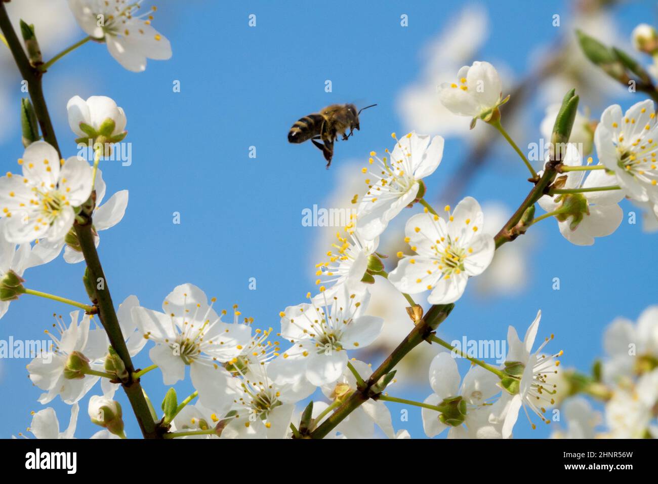 Ape volando a Prunus domestica siriaca primaverile fiorisce ape miele europea Foto Stock