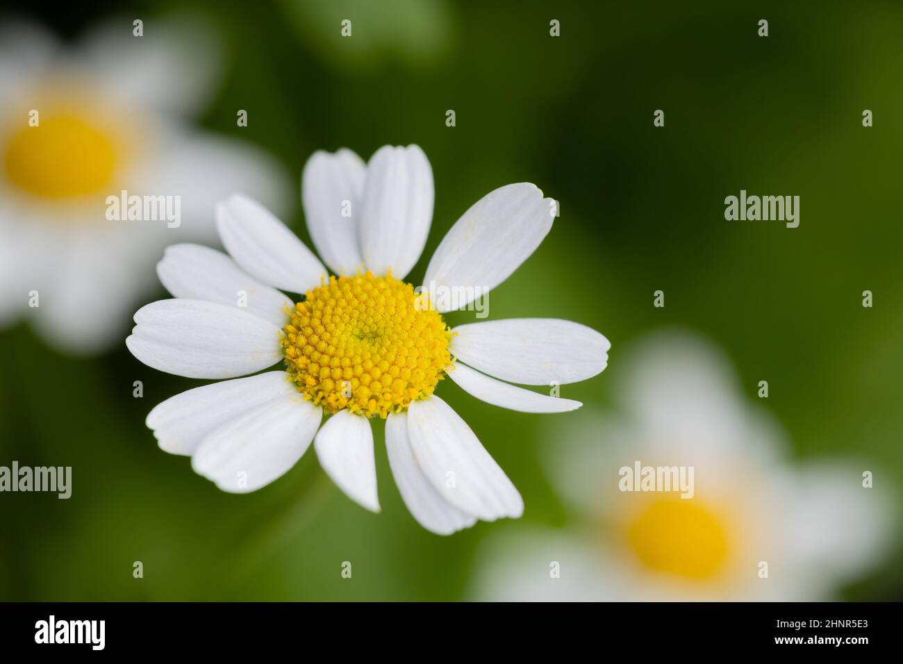 Fiori bianchi Daisy, primo piano Foto Stock