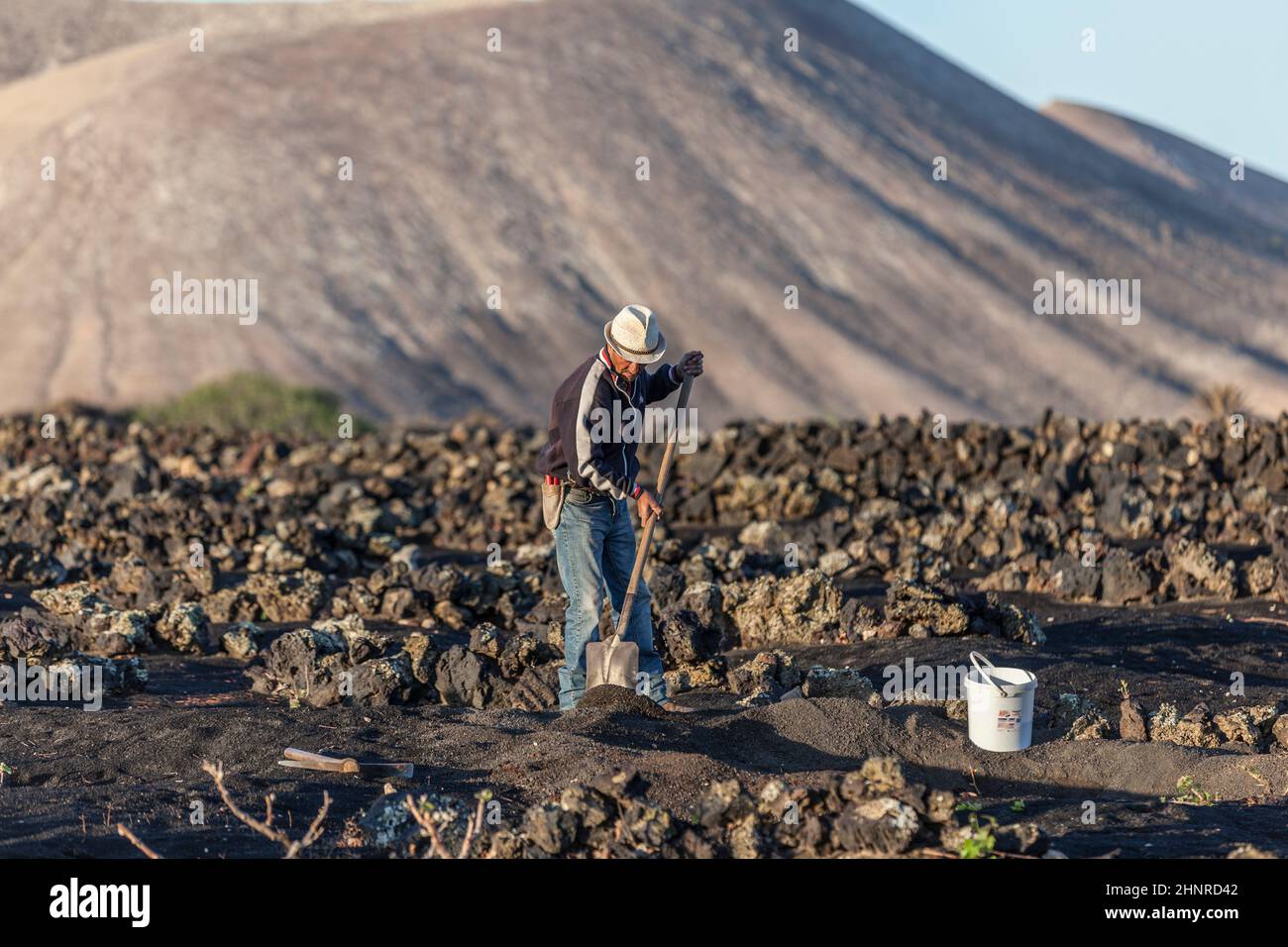 Lavoro operaio nei vigneti di la Geria a Lanzarote Foto Stock