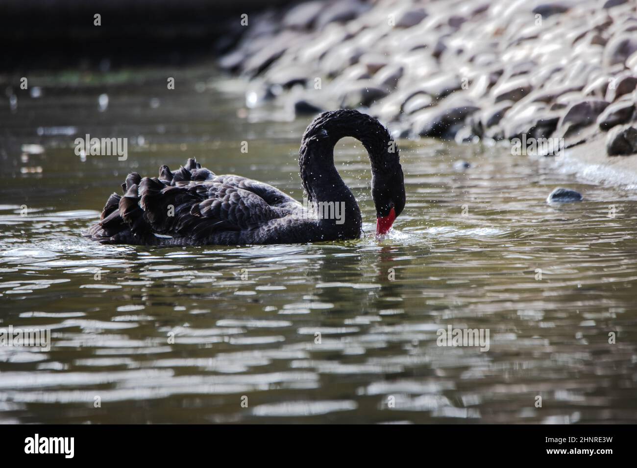 Cigno nero in uno stagno in una giornata di sole (Cygnus atratus) Foto Stock