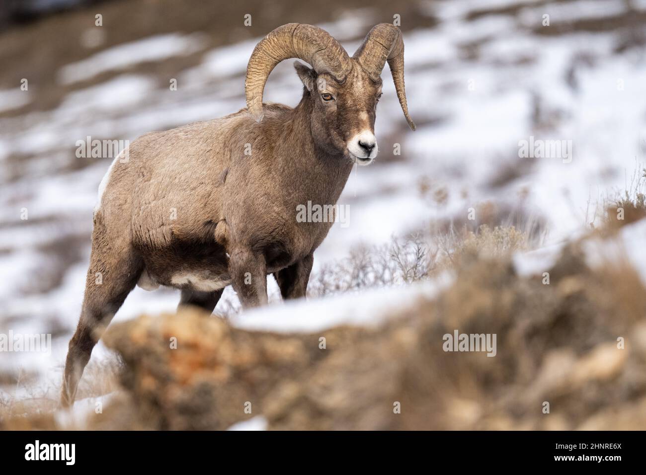 Big Horn Sheep nel parco di Yellowstone Foto Stock