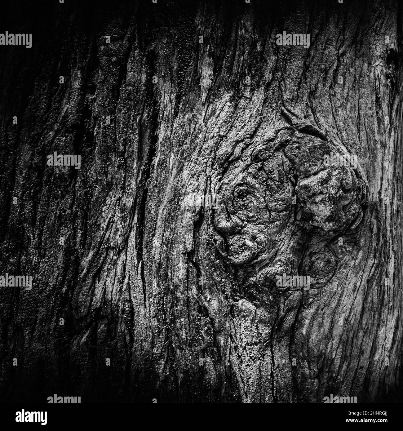 Un Ritratto della strega inciso misteriosamente sul suo albero di esecuzione Foto Stock