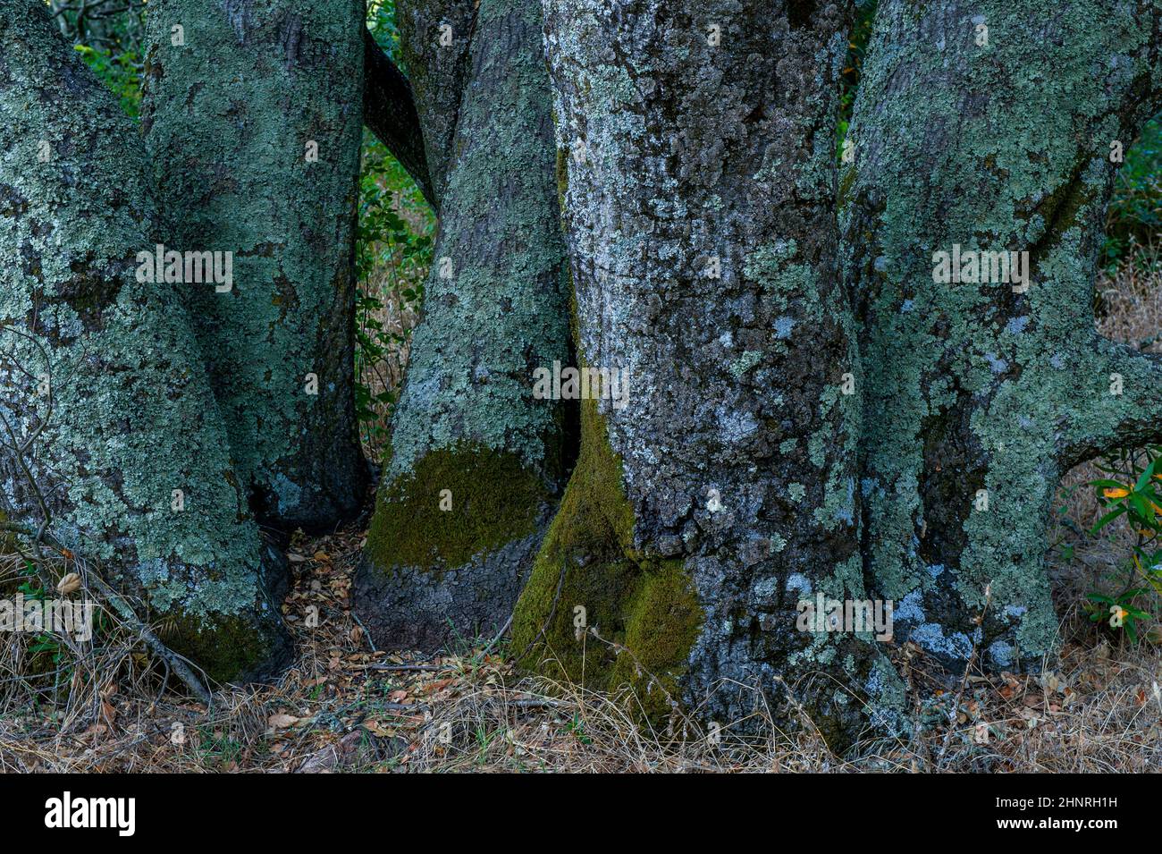 Blue Oaks, Quercus doulasii, Napa Skyline Wilderness Park, Napa Valley, California Foto Stock