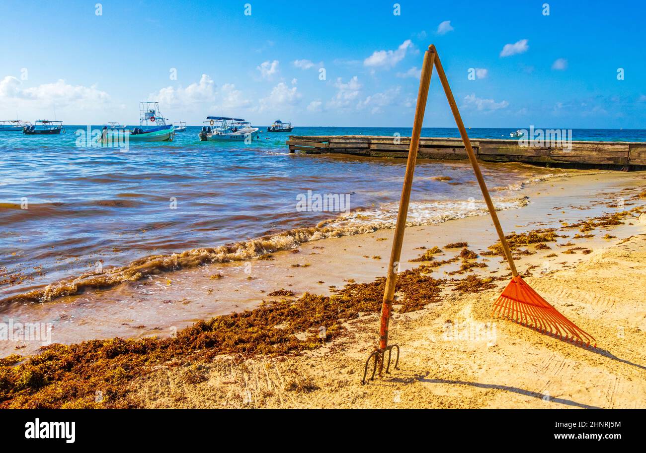 Pitchfork rastrello scopa alghe spiaggia sargazo Playa del Carmen Messico. Foto Stock