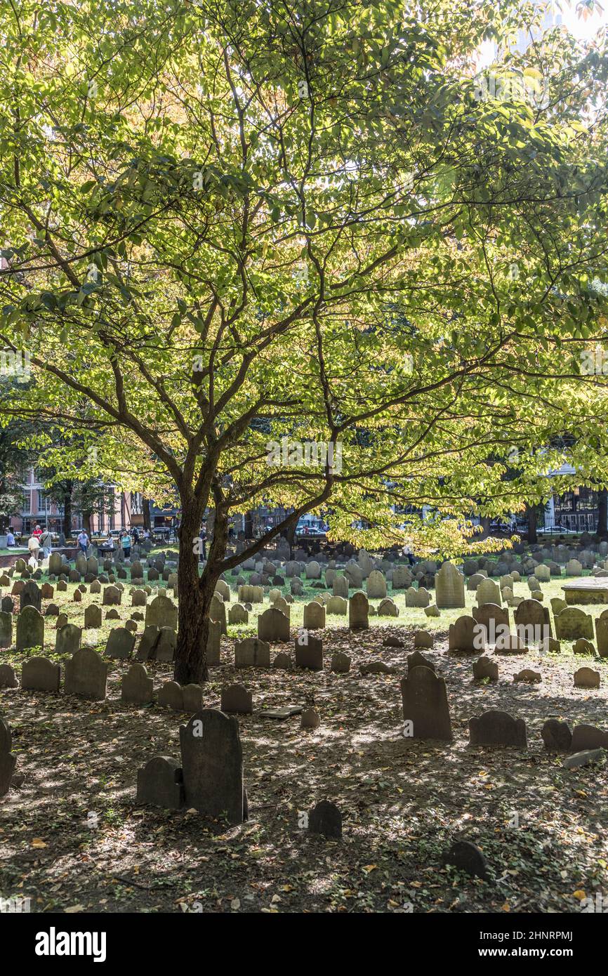 File di pietre di testa sotto un albero alla terra di sepoltura di Granary. Divenne un cimitero nel 1660, il terzo più antico della città di Boston, Massachusetts Foto Stock