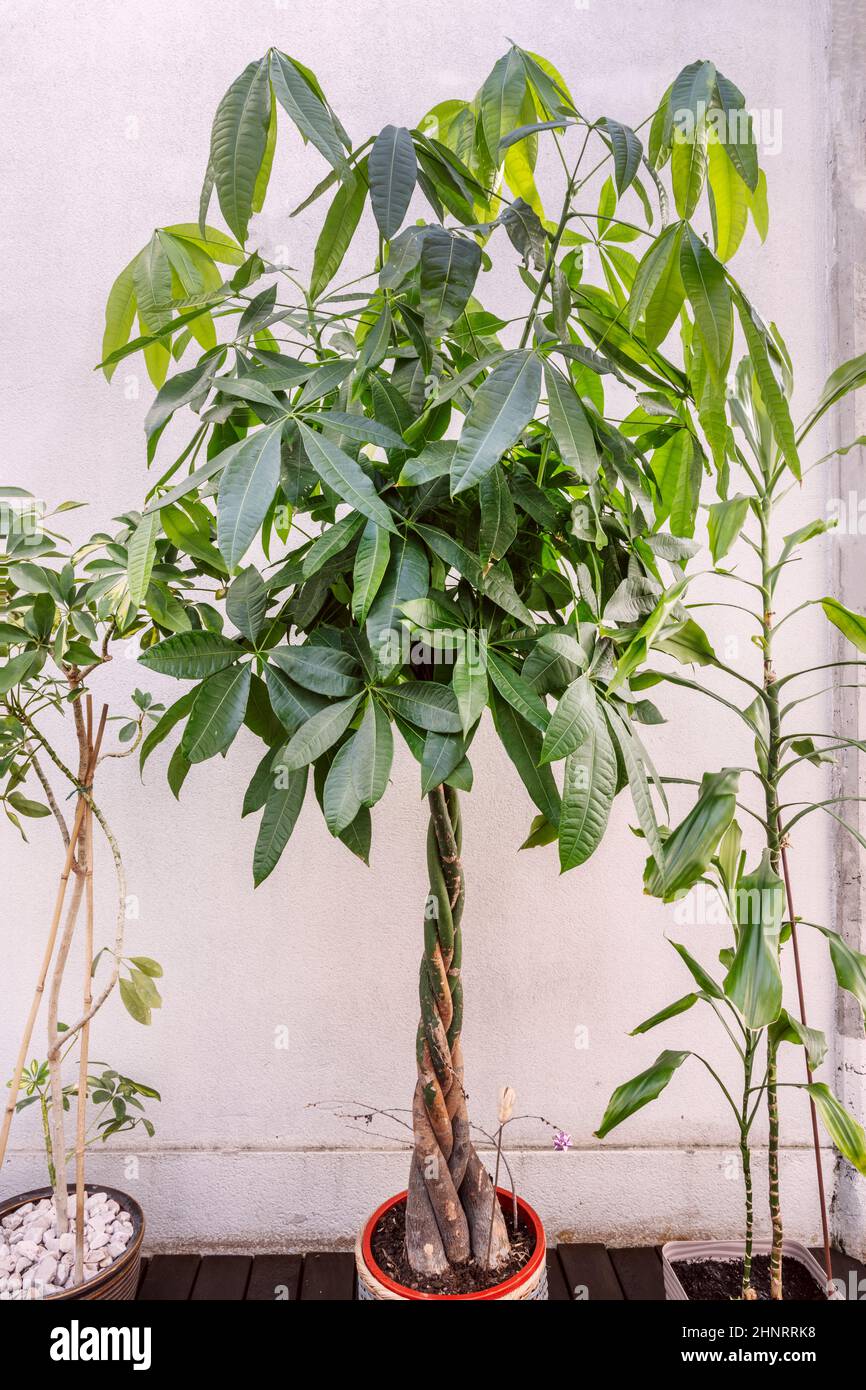 Graziosa pachira acquatica fiancheggiata da piante decorative interne su una terrazza di un attico residenziale Foto Stock