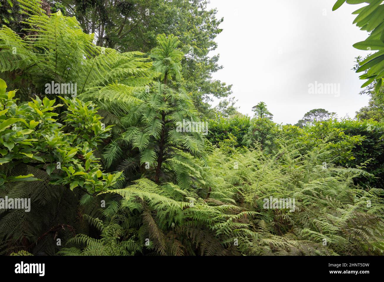 Questo pino Wollemi (Wollemia nobilis) cresce in un ambiente quasi perfetto a Bowral, Australia. In natura possono crescere fino a 40m Foto Stock