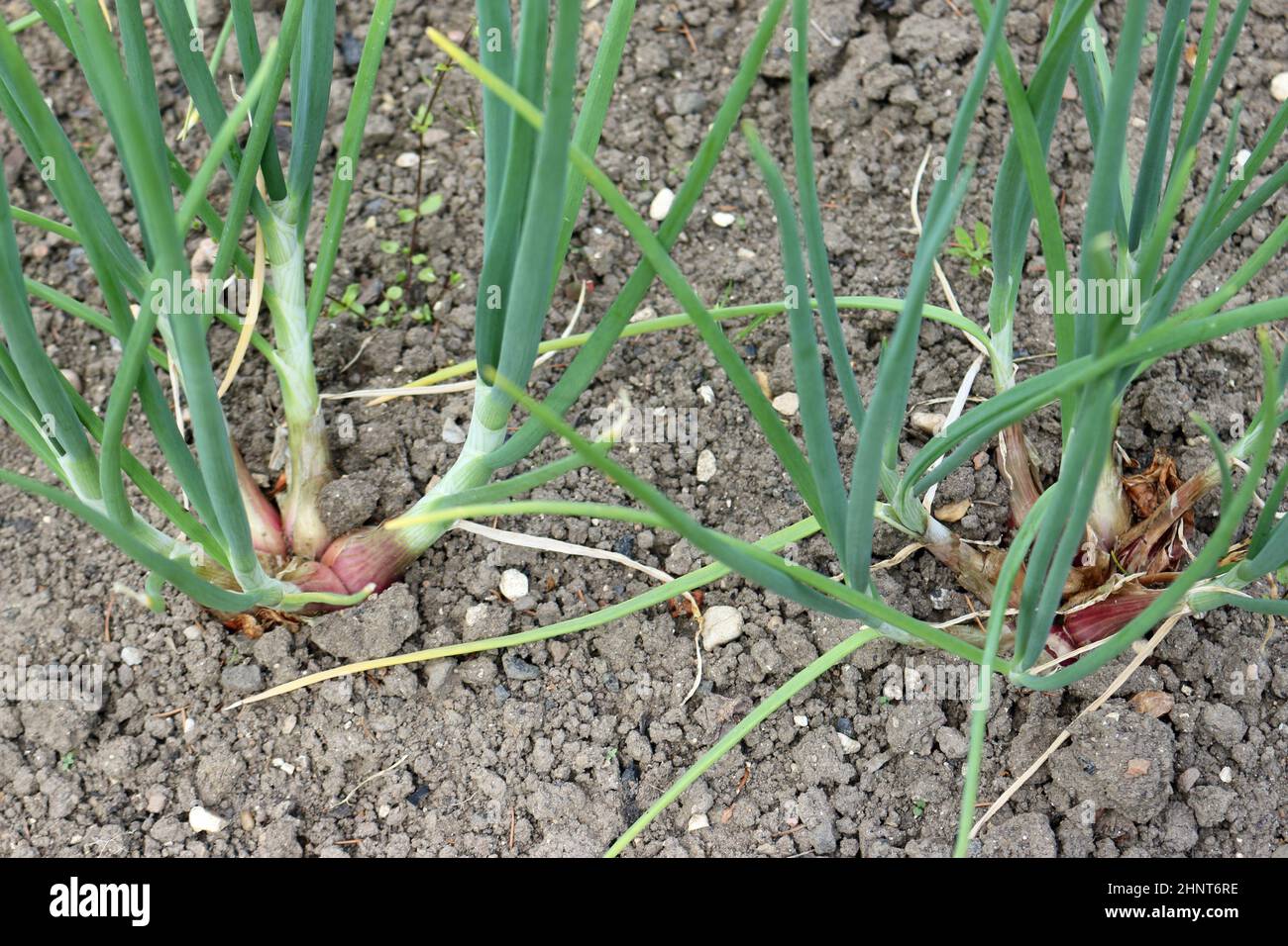File di scalogni, Allium cepa di varietà sconosciuta, coltivando in un orto con terreno libero erboso ben coltivato come sfondo. Foto Stock