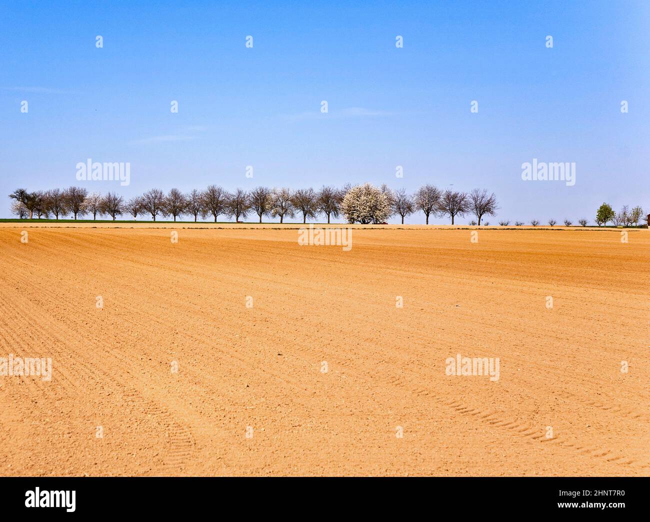 acro appena arato con fila di alberi all'orizzonte Foto Stock