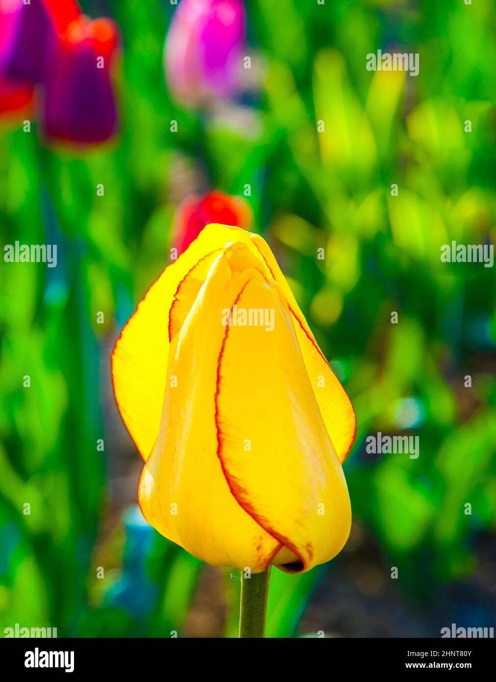 Campo di primavera con la fioritura di tulipani colorati Foto Stock