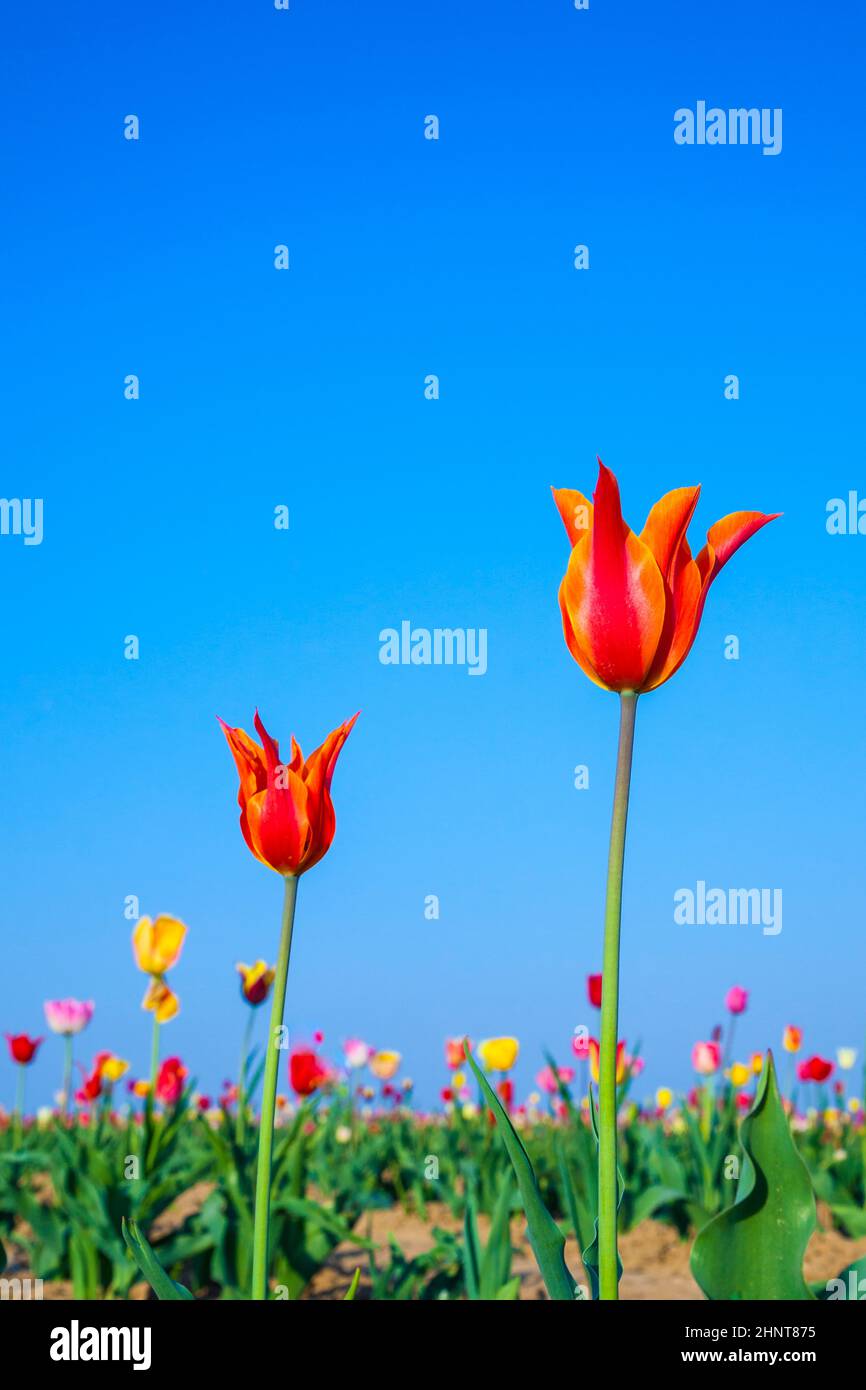 Campo di primavera con la fioritura di tulipani colorati Foto Stock