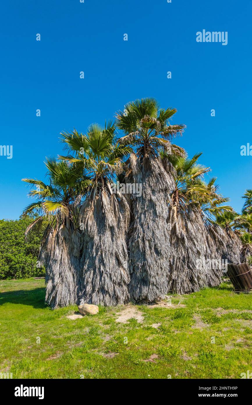 Gruppo di palme mature con grandi fronti morti che cadono contro un cielo blu chiaro. Foto Stock