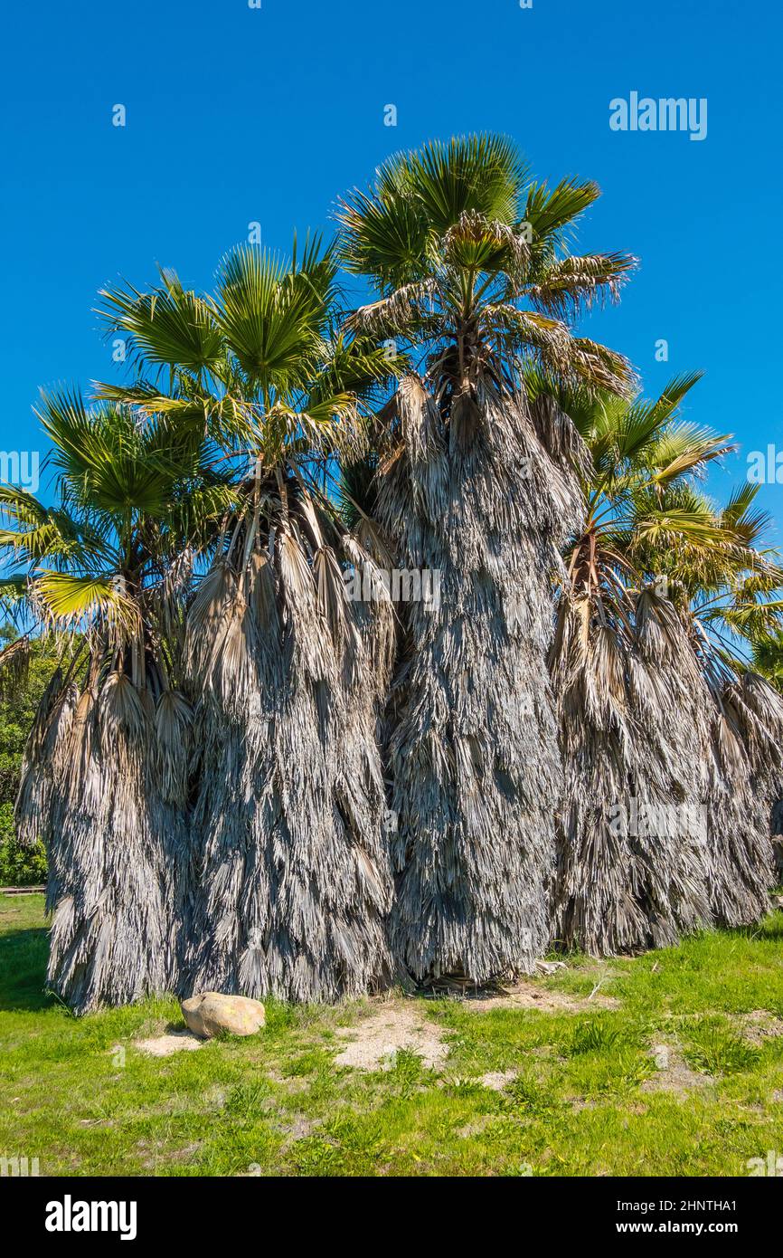 Gruppo di palme mature con grandi fronti morti che cadono contro un cielo blu chiaro. Foto Stock