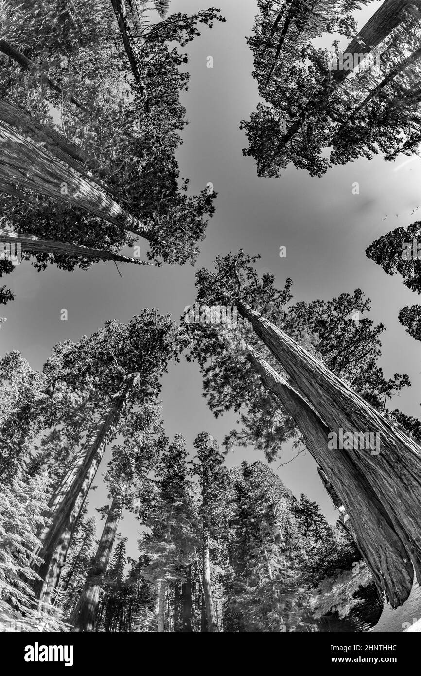 bellissimi e antichi alberi di sequoia sotto il cielo blu Foto Stock