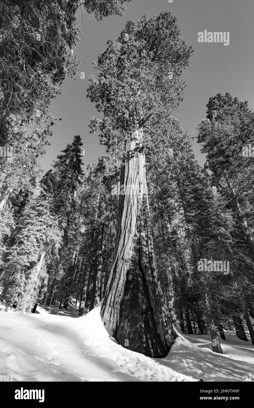 bellissimi e antichi alberi di sequoia sotto il cielo blu Foto Stock