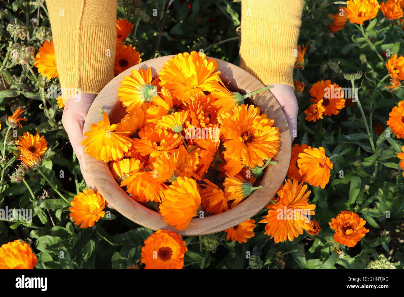Una donna contadina rompe i fiori di un medico marigold. Il raccolto sarà essiccato e la tintura medicinale sarà fatta. Foto Stock