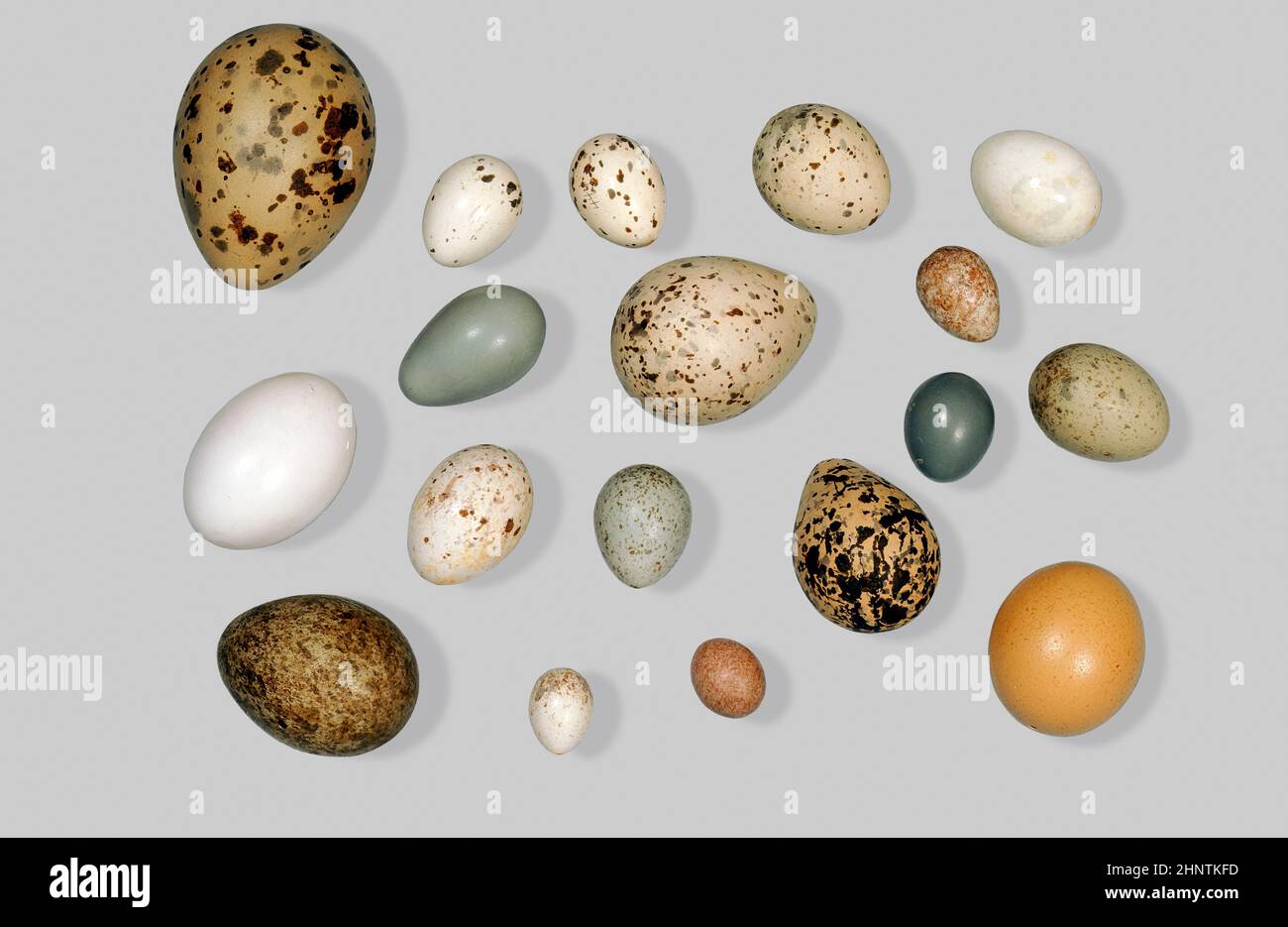 Un assortimento di uova di uccelli Foto Stock