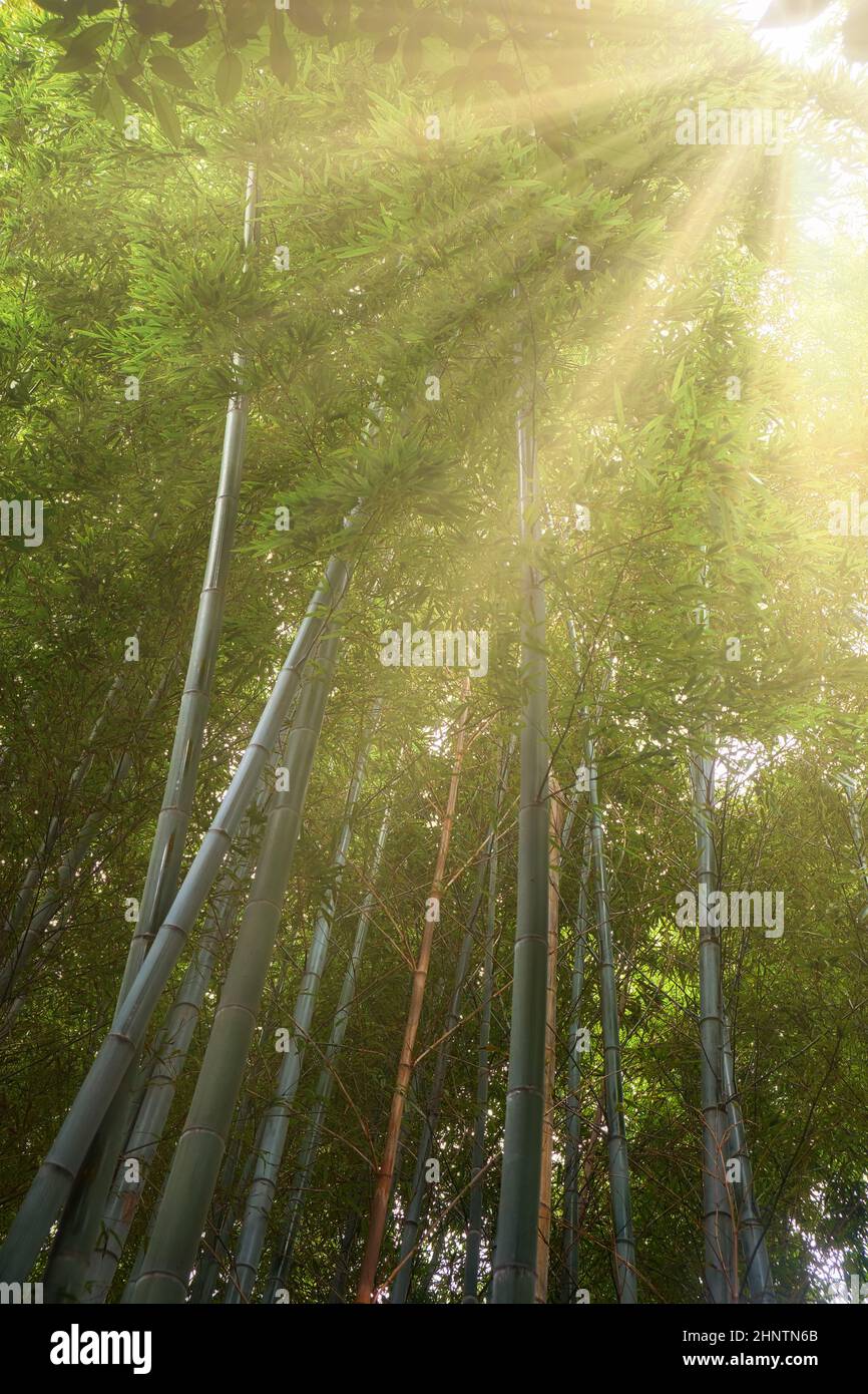 La vista del boschetto spesso di bambù. La fotocamera guarda verso l'alto le corone di alberi. Foresta di bambù illuminata dai raggi del sole. Nagoya. Giappone Foto Stock