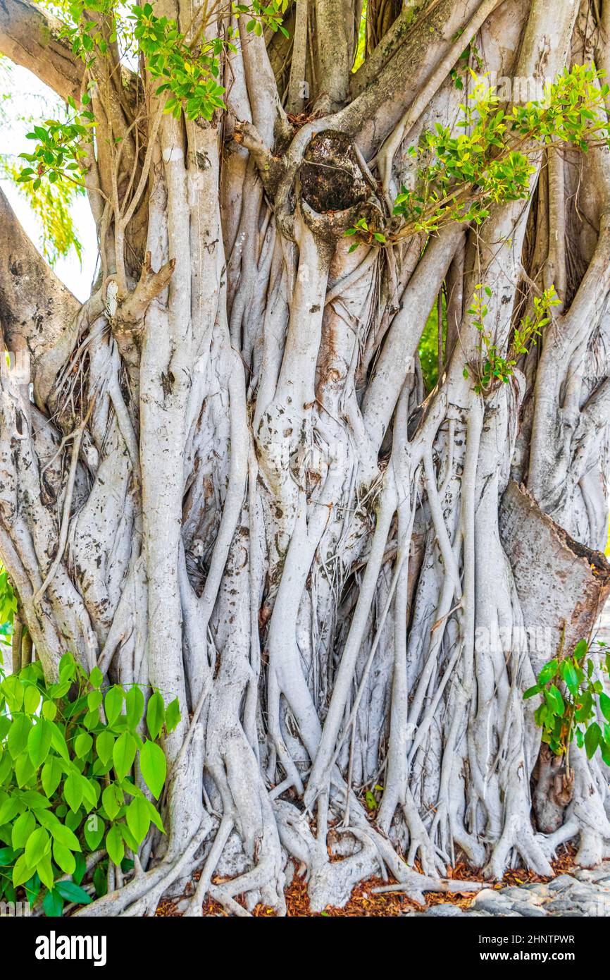 Grande ficus tropicale nel parco all'aeroporto di Cancún in Quintana Roo Messico. Foto Stock