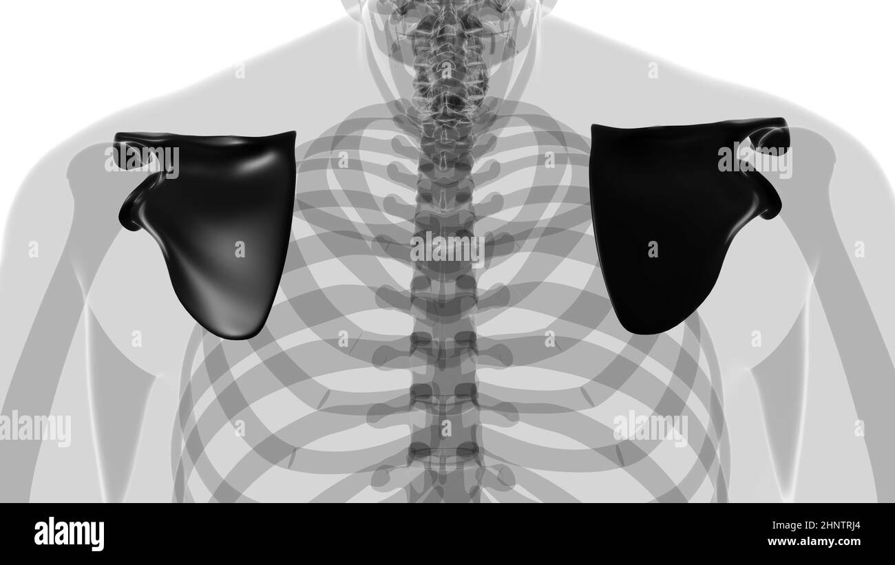 Anatomia scheletrica umana Scapula Bone 3D rendering for Medical Concept Foto Stock