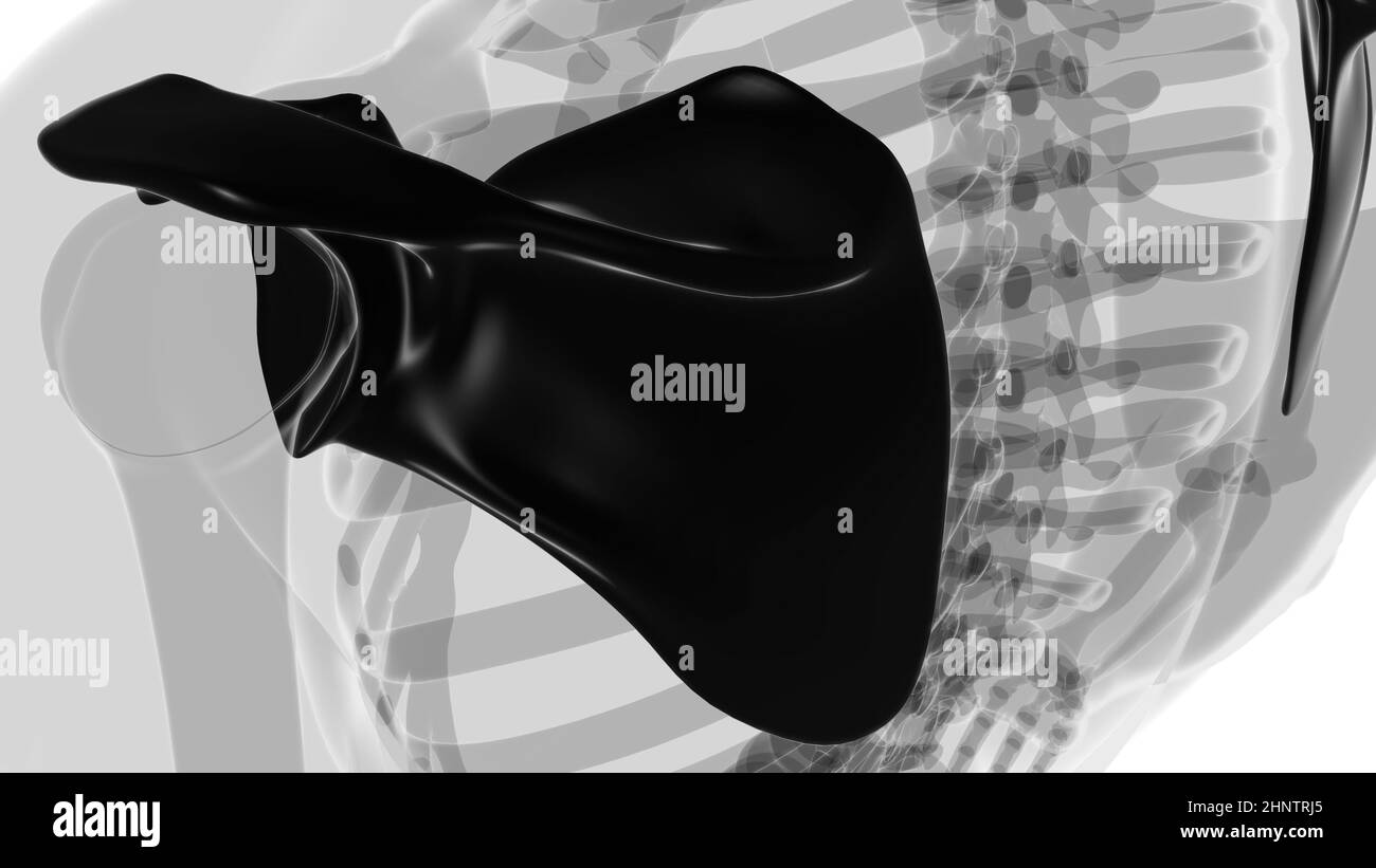 Anatomia scheletrica umana Scapula Bone 3D rendering for Medical Concept Foto Stock
