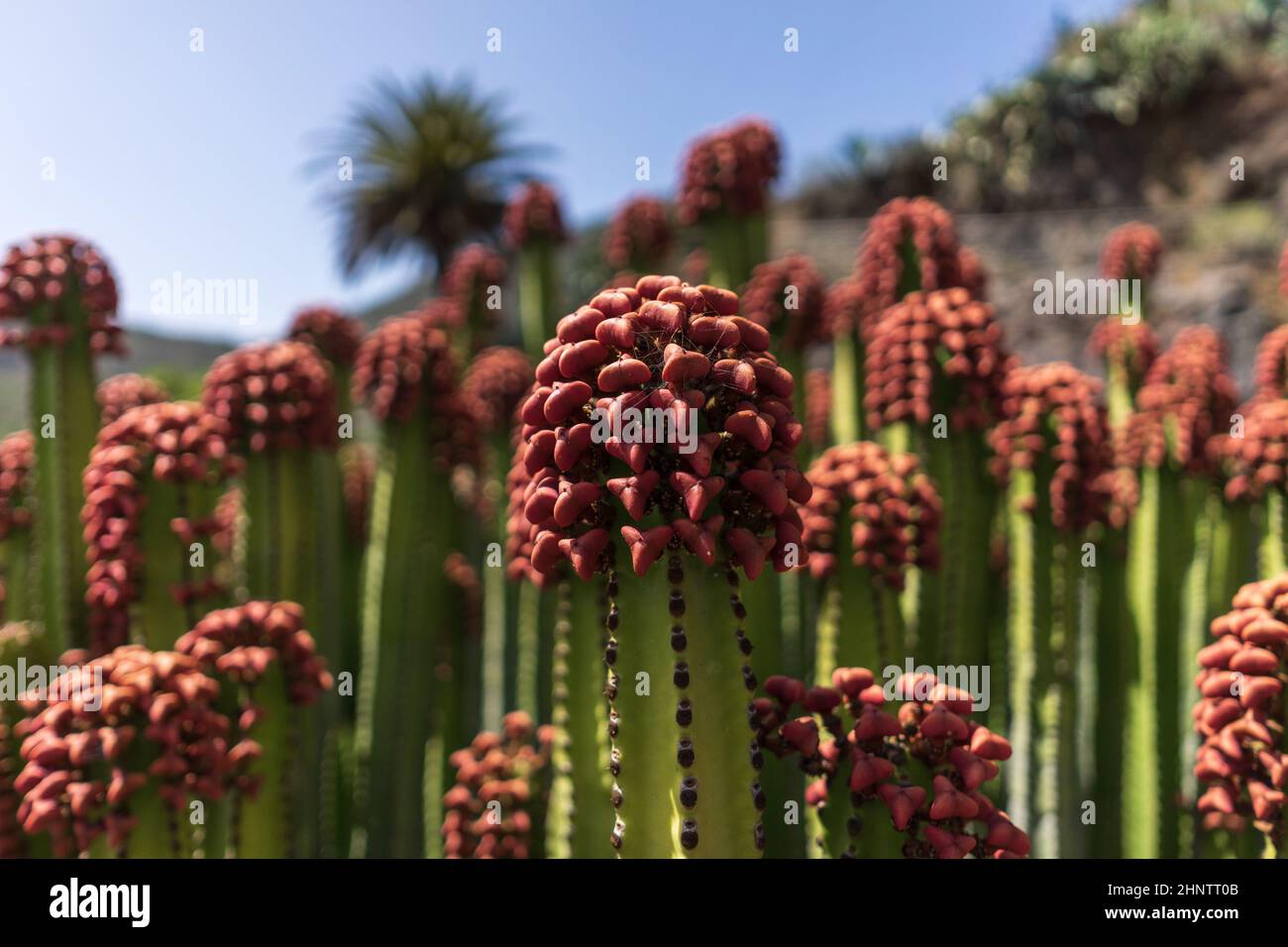 Il frutto di endemica alle Isole Canarie - Euphorbia canariensis. Primo piano. Foto Stock