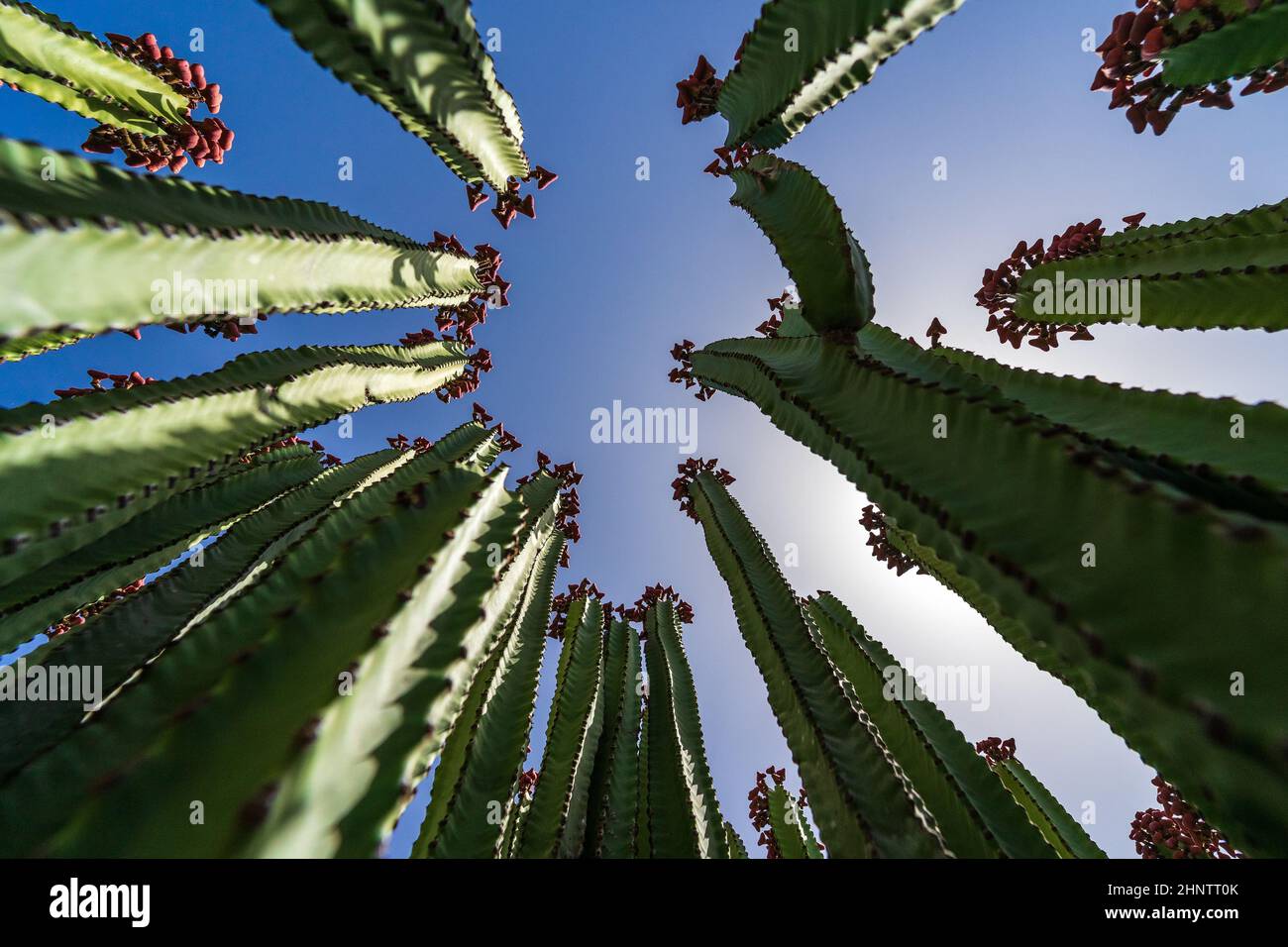 Il frutto di endemica alle Isole Canarie - Euphorbia canariensis. Vista dal basso. Foto Stock