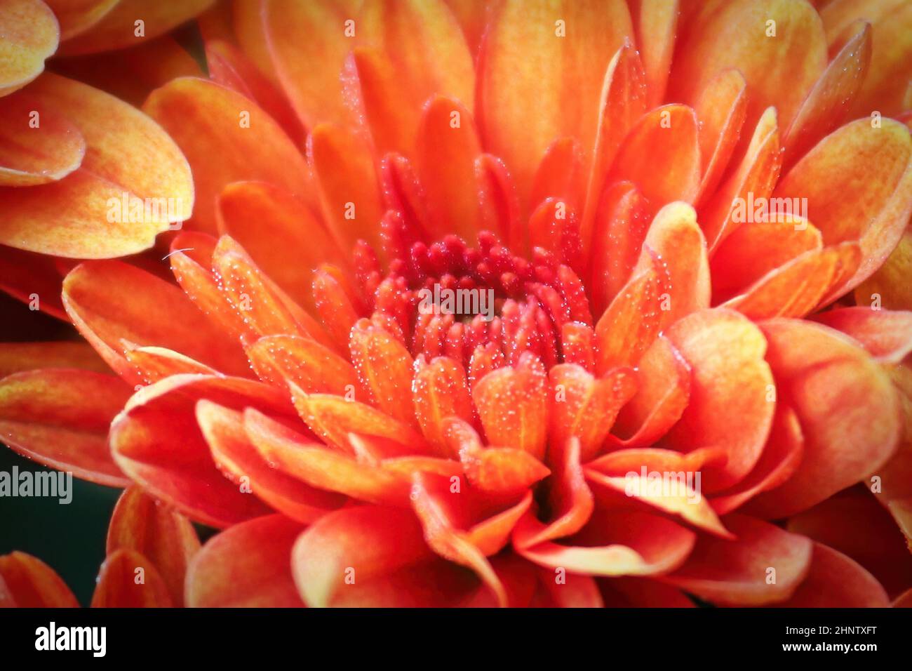 Macro del centro di una mamma giardino arancione. Foto Stock