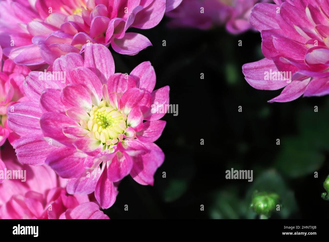 Uno sfondo di mamme rosa giardino con centri gialli. Foto Stock