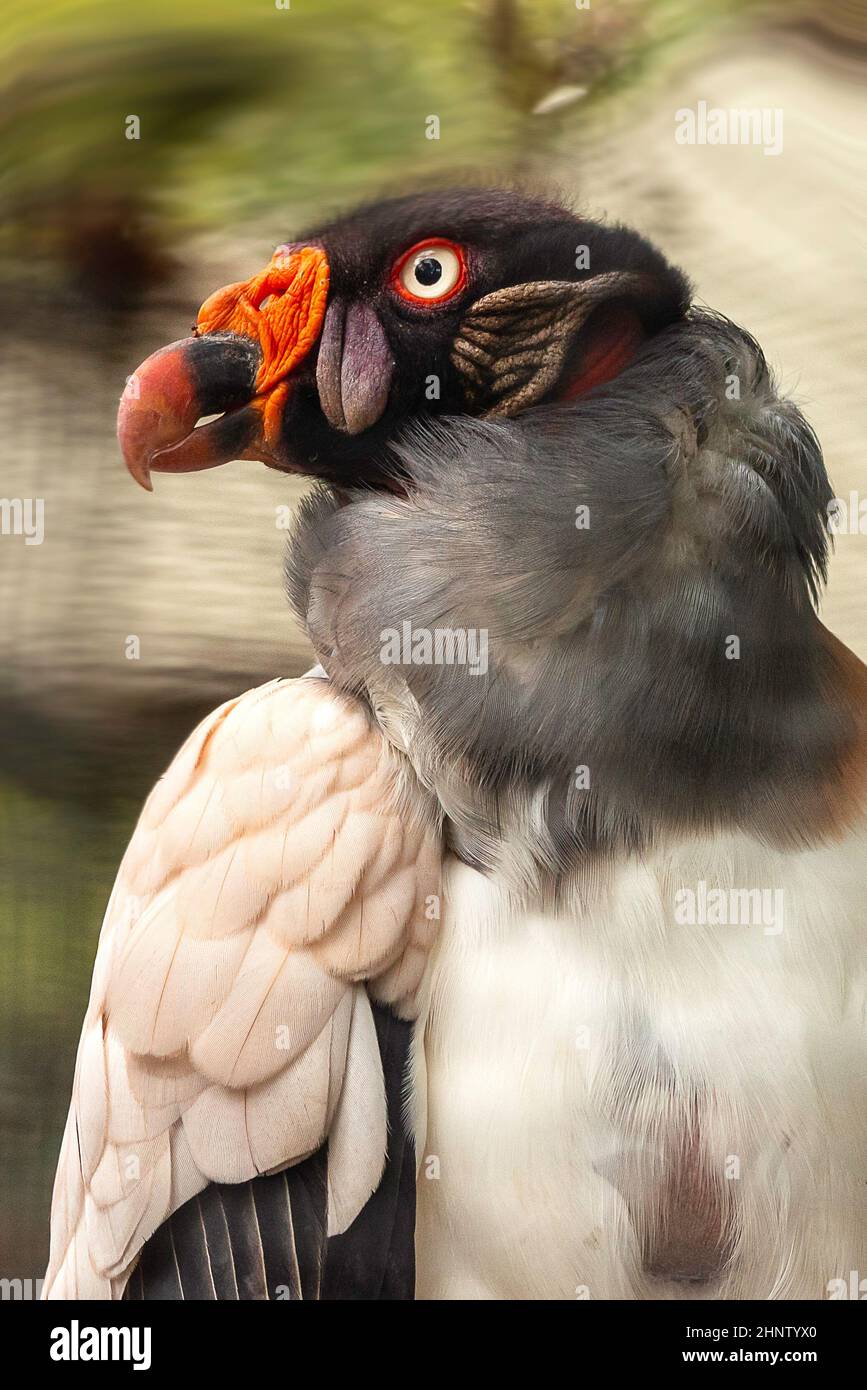 Avvoltoio Foto Stock