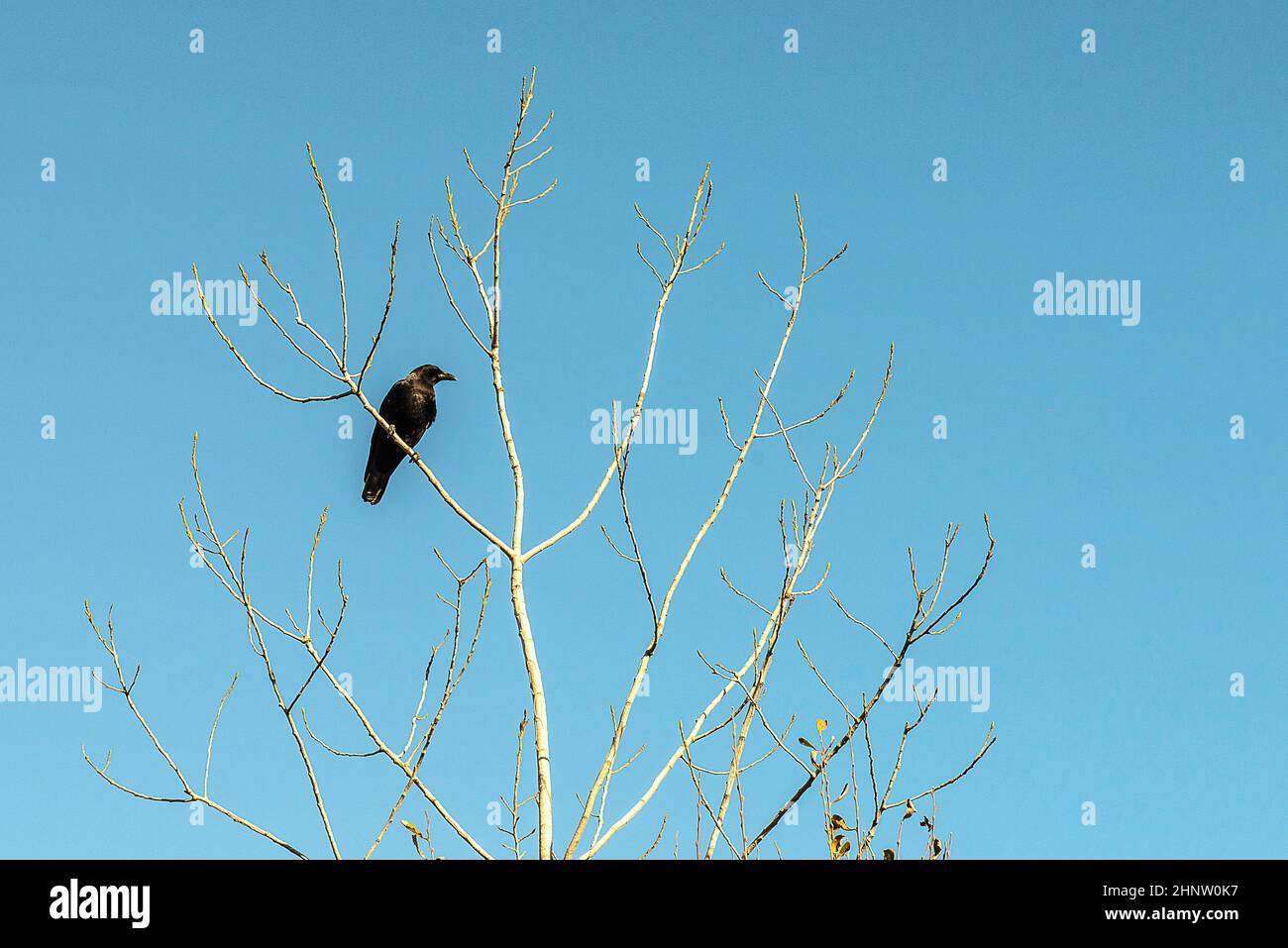 Uccello nero in un albero Foto Stock