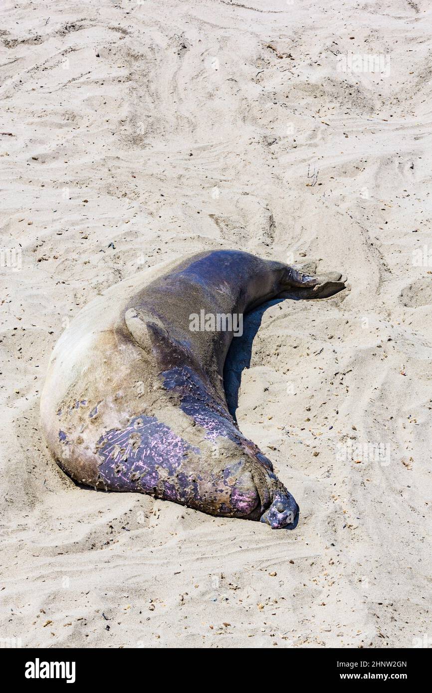 Sealion si trova sulla spiaggia di San Simeon Foto Stock
