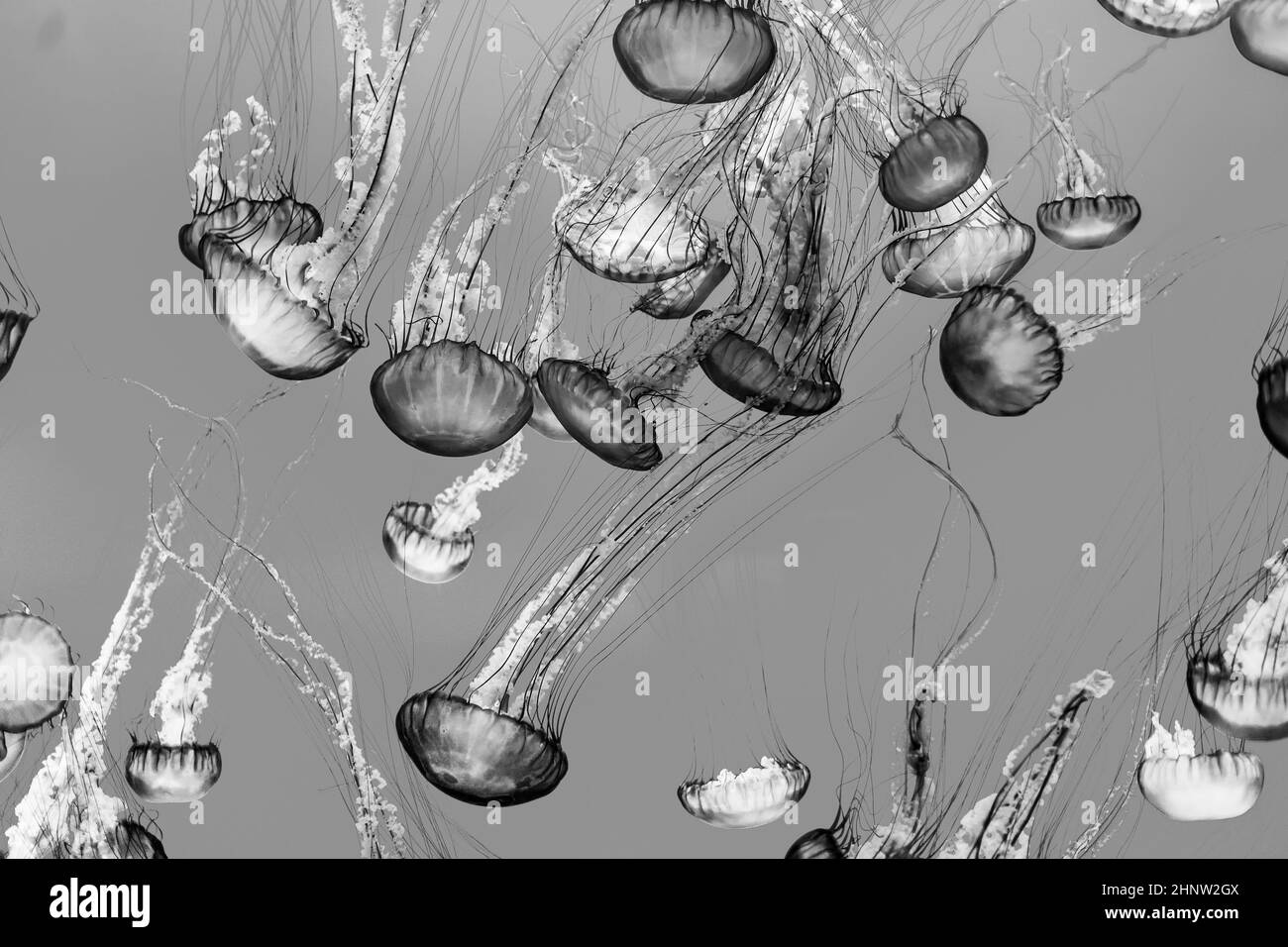 i pesci di gelatina nell'oceano brillano in contrasti spettacolari Foto Stock