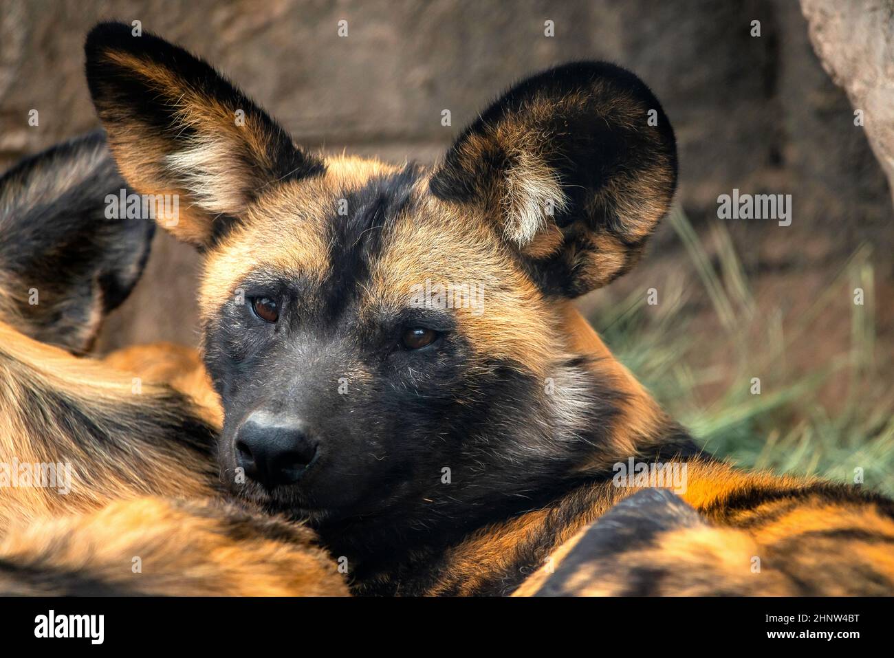 African cani selvatici Foto Stock